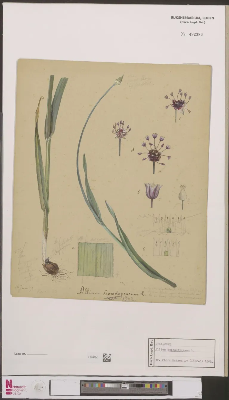 Sand Leek (Allium scorodoprasum) – characteristic appearance, plant photo