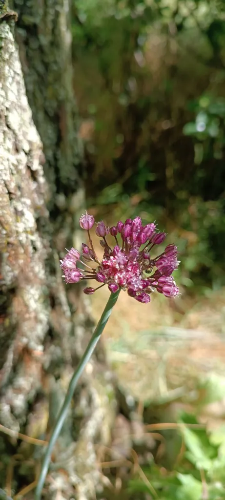 Schlangen-Lauch (Allium scorodoprasum) – typisches Erscheinungsbild, Pflanzenfoto