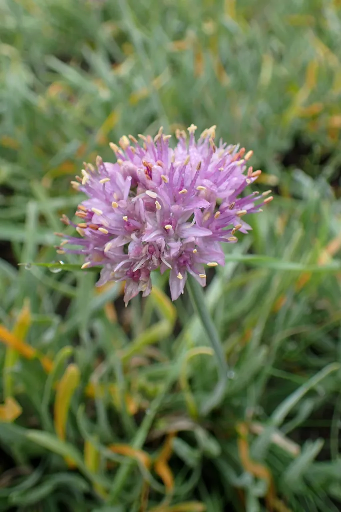 Ausdauernder Lauch (Allium senescens) – im Garten, Pflanzenfoto