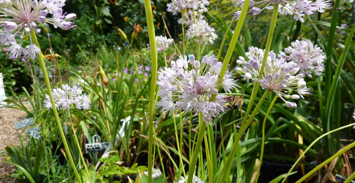 aging chive (Allium senescens) – plant photo