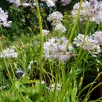 aging chive (Allium senescens) – plant photo