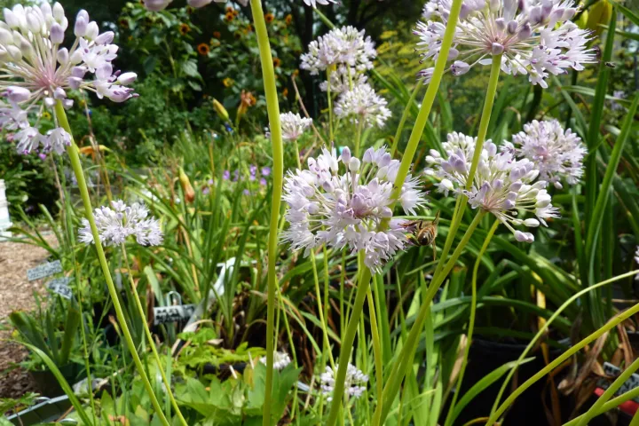 Allium senescens
