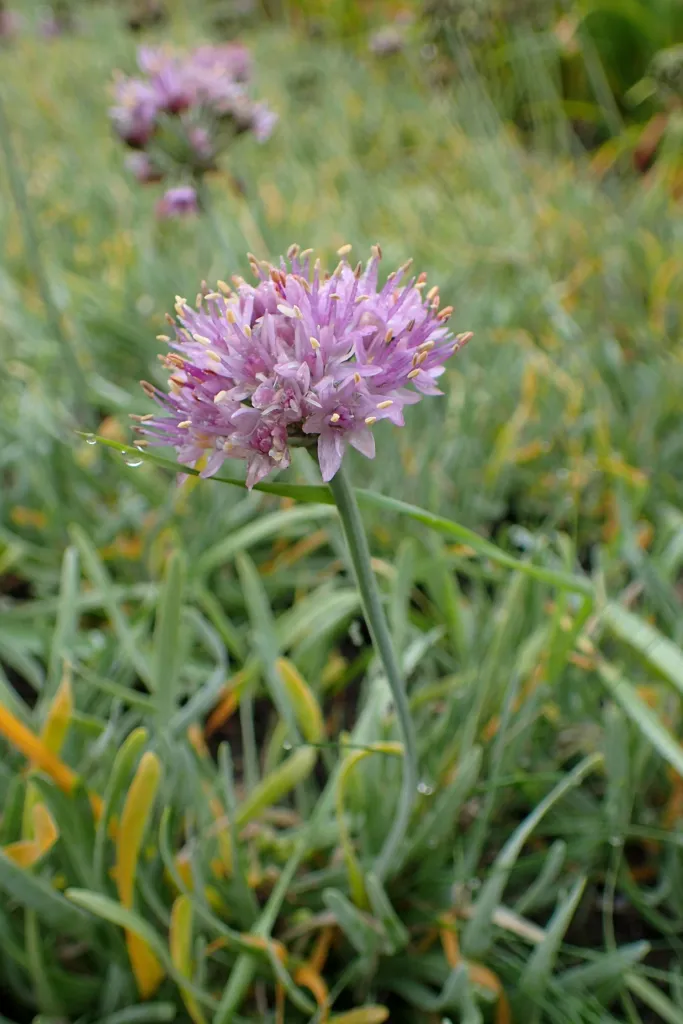 Ausdauernder Lauch (Allium senescens) – im Garten, Pflanzenfoto