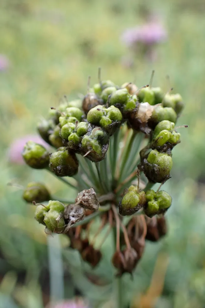 Ausdauernder Lauch (Allium senescens) – im Garten, Pflanzenfoto