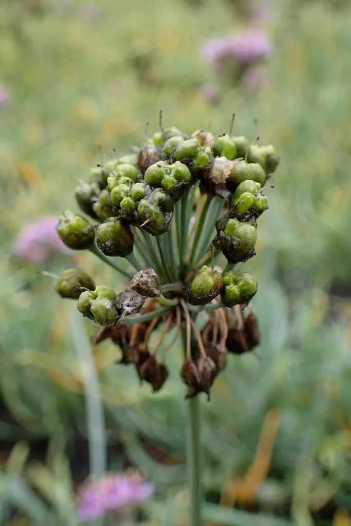 Ausdauernder Lauch (Allium senescens) – im Garten, Pflanzenfoto