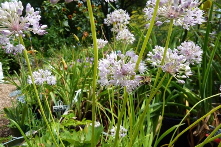 Allium senescens