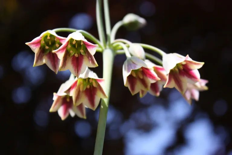 Allium ‘Siculum’ (Allium 'Siculum') – flowers in close-up, plant photo