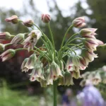Allium ‘Siculum’ (Allium 'Siculum') – plant photo