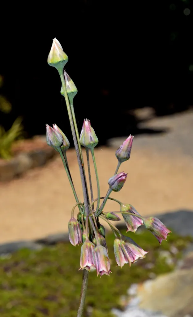 Sizilianischer Honiglauch (Allium 'Siculum') – im Garten, Pflanzenfoto