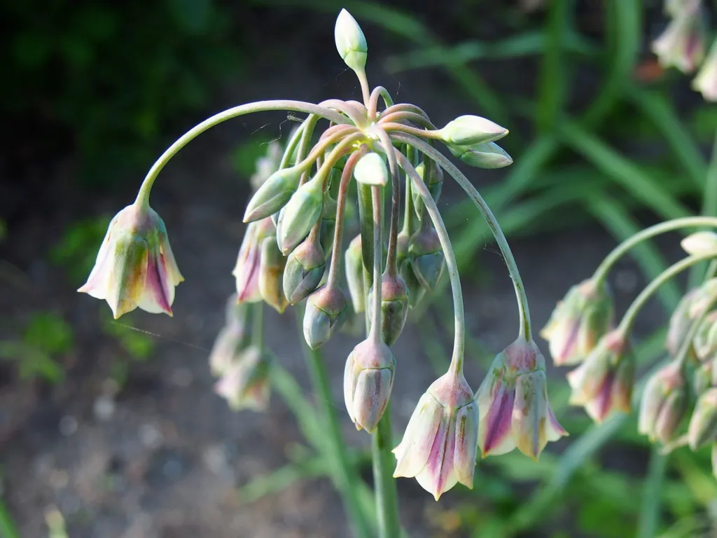 Sizilianischer Honiglauch (Allium 'Siculum') – Blüten in Nahaufnahme, Pflanzenfoto