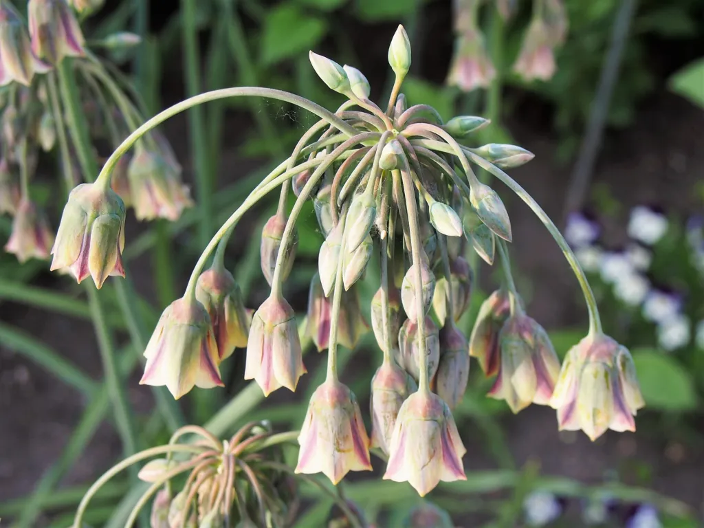 Sizilianischer Honiglauch (Allium 'Siculum') – Blüten in Nahaufnahme, Pflanzenfoto