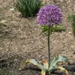 Allium stipitatum care guide (Allium stipitatum) – plant photo