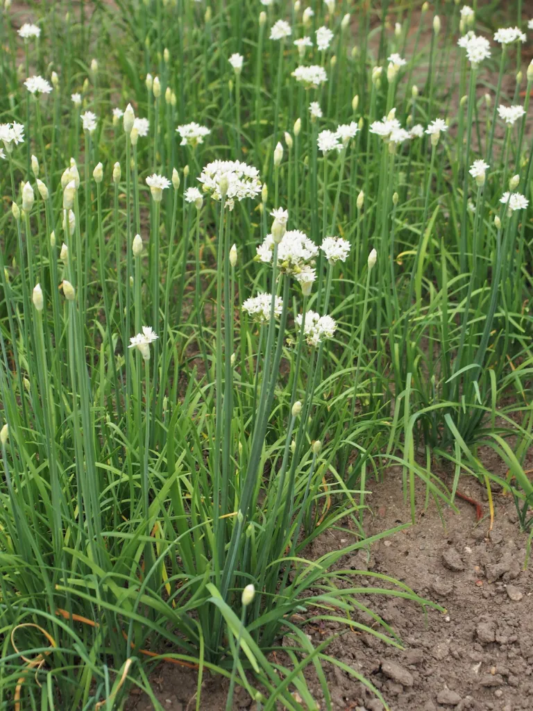 Knoblauch-Schnittlauch (Allium tuberosum) – Blüten in Nahaufnahme, Pflanzenfoto