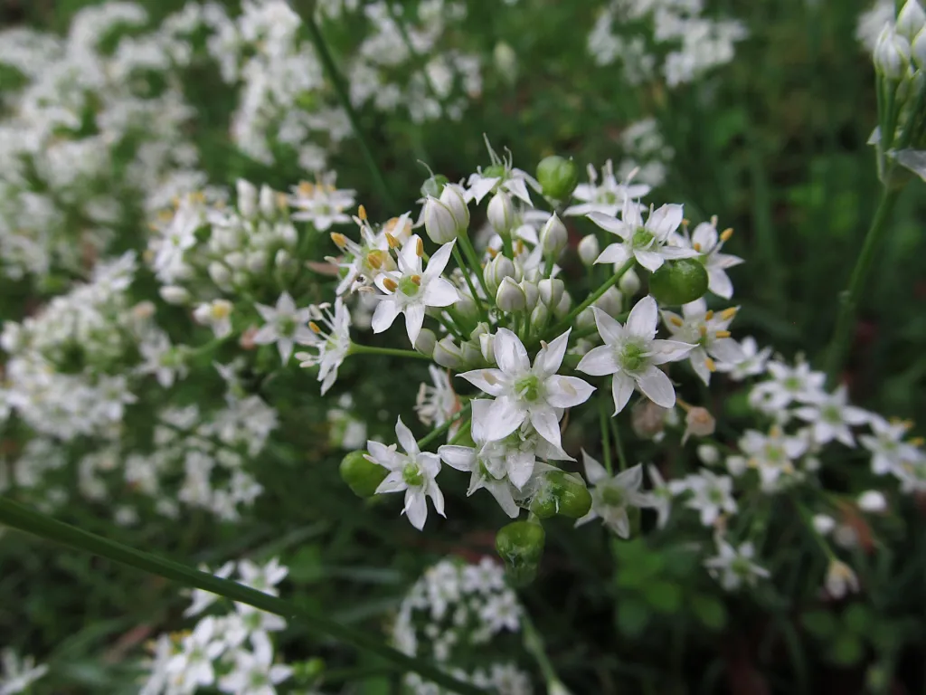 Knoblauch-Schnittlauch (Allium tuberosum) – im Garten, Pflanzenfoto