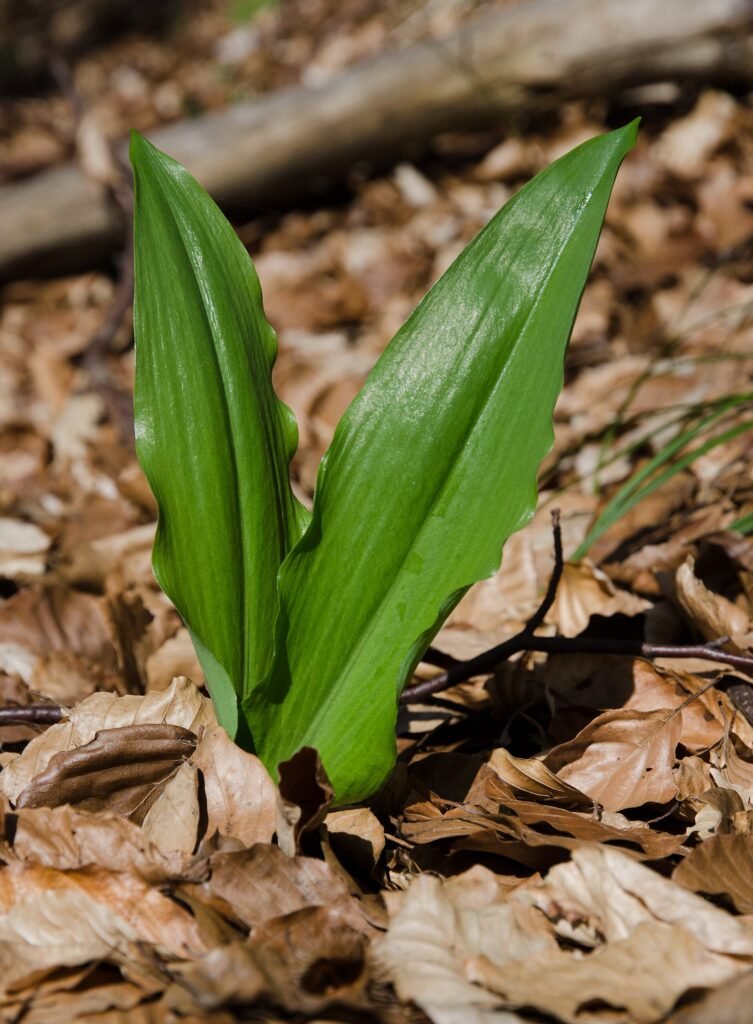 cesnak medvedí (Allium ursinum) – v prirodzenom prostredí, fotografia rastliny