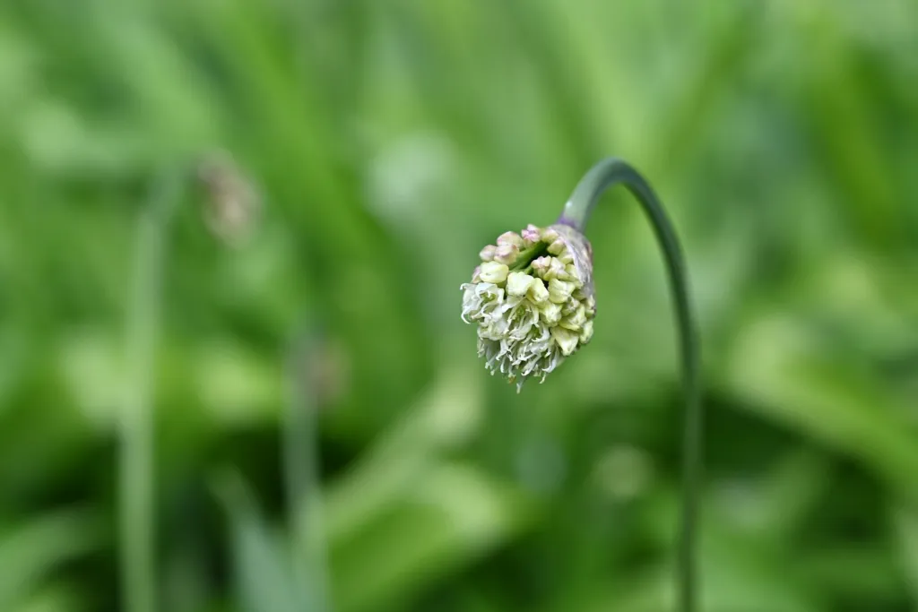 Allermannsharnisch (Allium victorialis) – im Garten, Pflanzenfoto