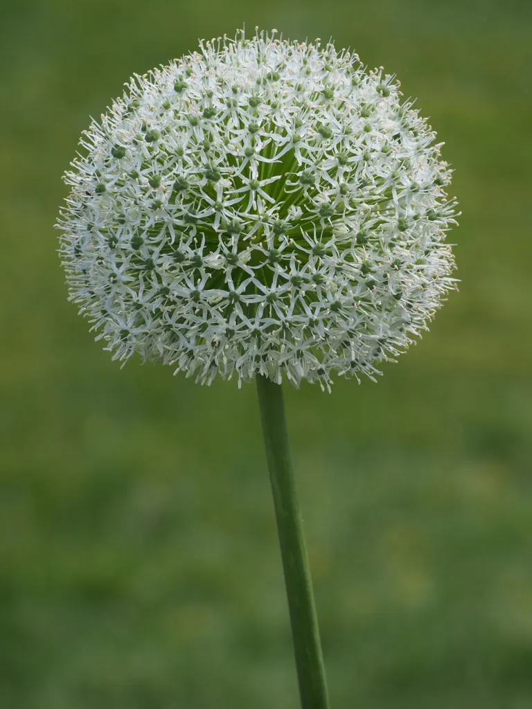 okrasný cesnak 'White Giant' (Allium 'White Giant') – kvety zblízka, fotografia rastliny