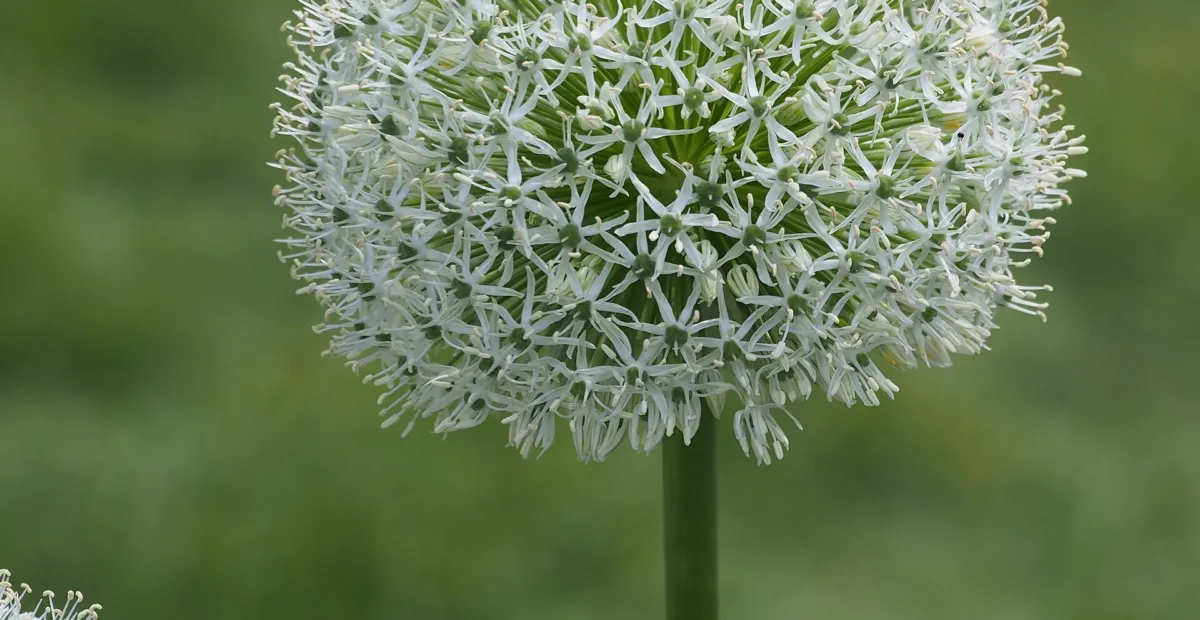 Allium 'White Giant' – plant photo
