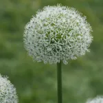 Allium ‘White Giant’ (Allium 'White Giant') – plant photo