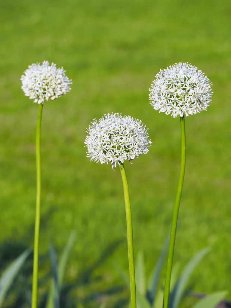 okrasný cesnak 'White Giant' (Allium 'White Giant') – v záhrade, fotografia rastliny
