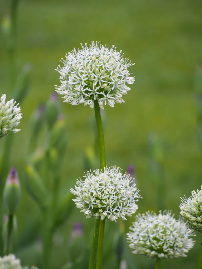 okrasný cesnak 'White Giant' (Allium 'White Giant') – v záhrade, fotografia rastliny