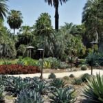 aloa Barberovej (Aloidendron barberae) – fotografia rastliny
