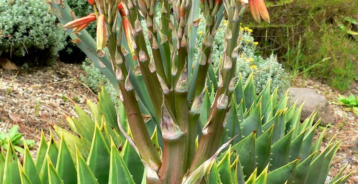 aloa mnoholistá (Aloe polyphylla) – fotografia rastliny