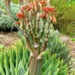 aloa mnoholistá (Aloe polyphylla) – fotografia rastliny