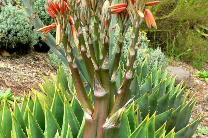 Aloe polyphylla