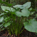 Alocasia alba – (Alocasia alba) – Pflanzenfoto