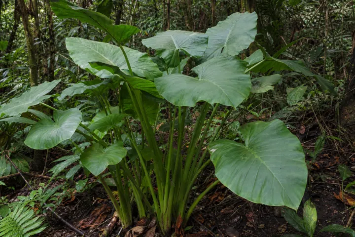 Alocasia alba