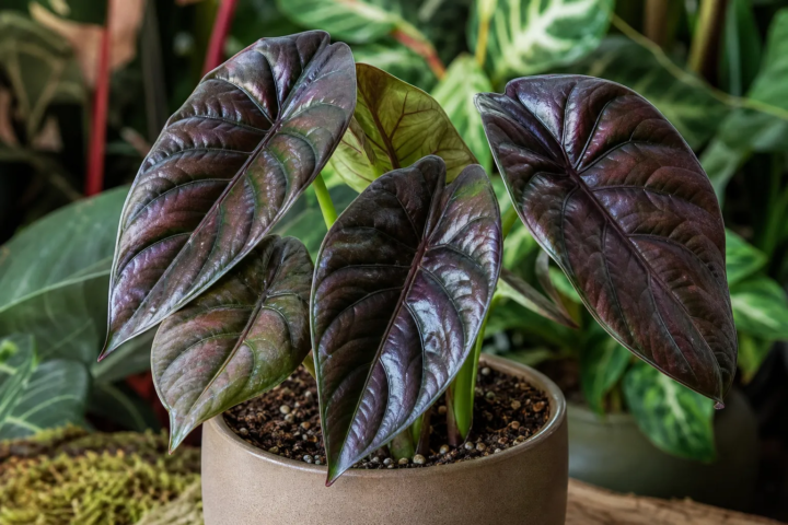 Alocasia azlanii
