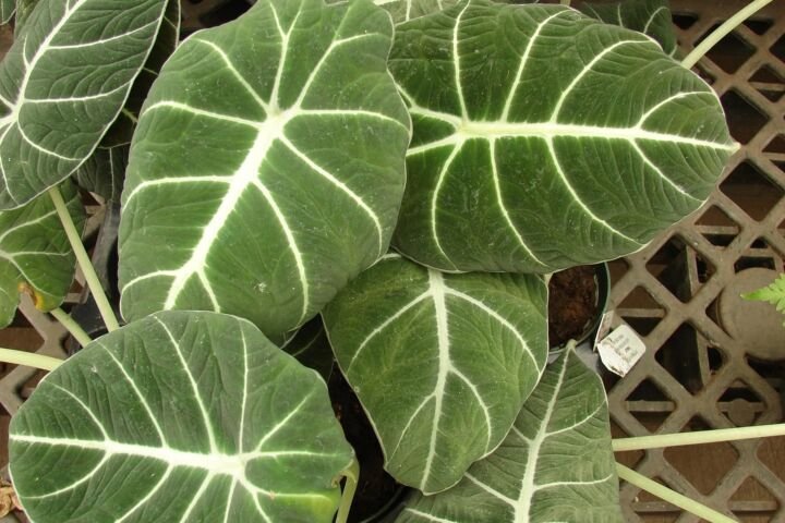 Alocasia 'Black Velvet'