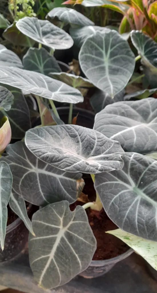 Alocasia ‘Black Velvet’ (Alocasia 'Black Velvet') – leaves and shoots, plant photo