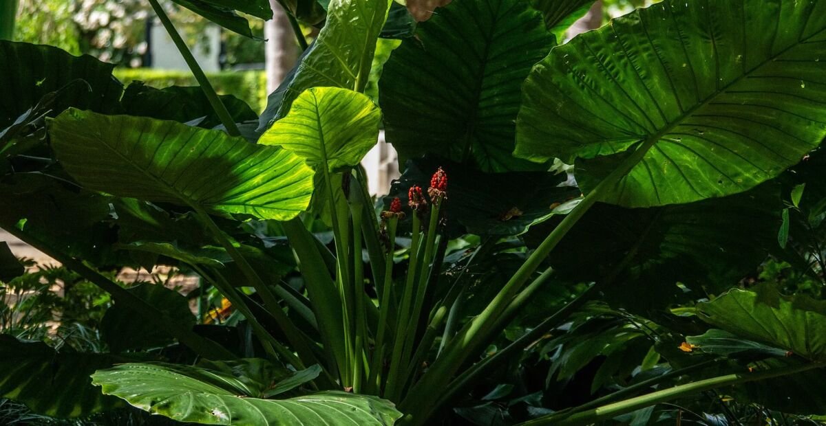 Alocasia brisbanensis – fotografia rastliny
