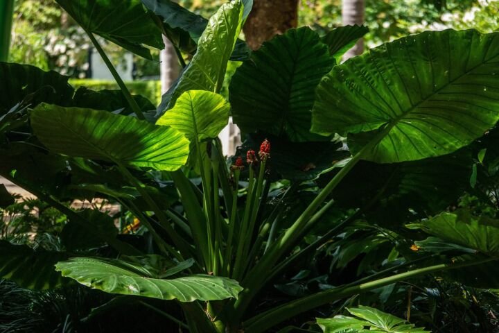 Alocasia brisbanensis