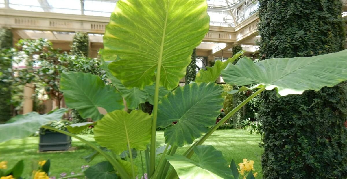 Alocasia 'Calidora' – Pflanzenfoto