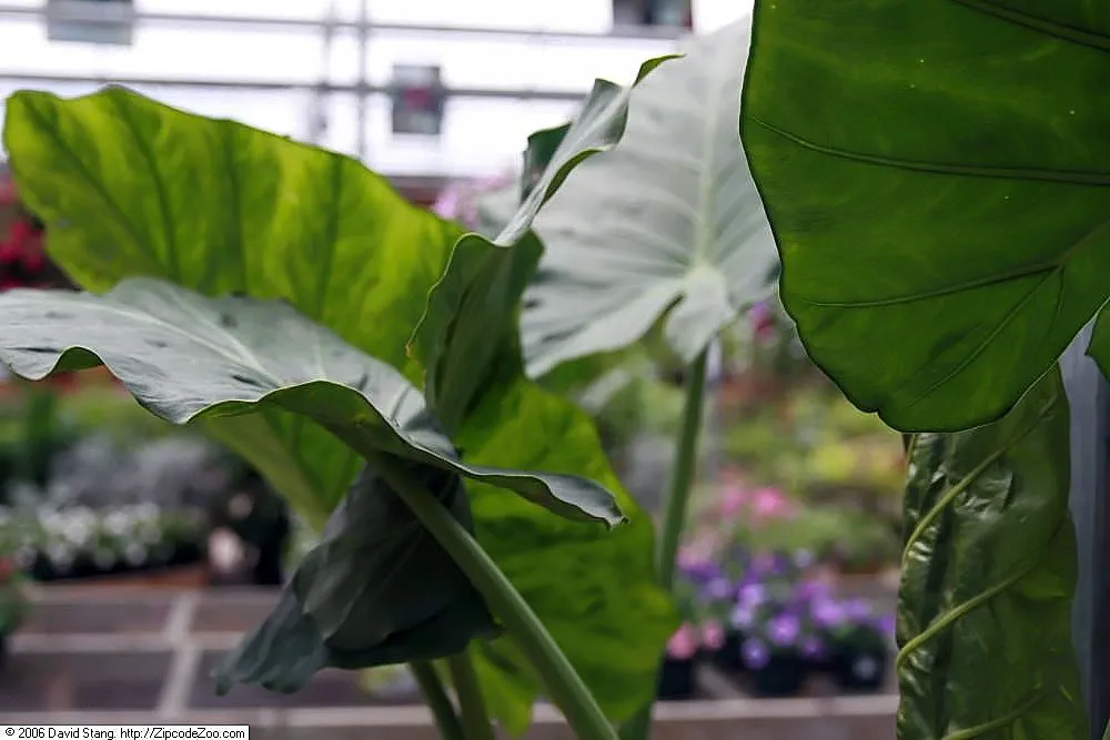 Alocasia ‘Calidora’ (Alocasia 'Calidora') – characteristic appearance, plant photo