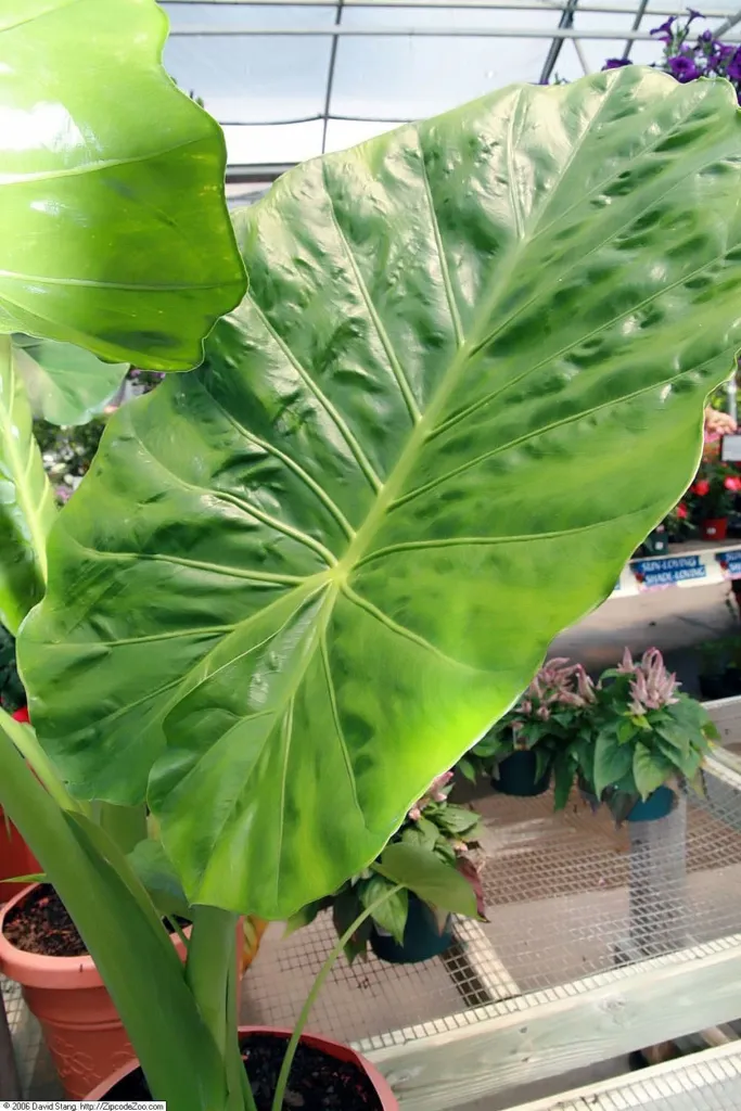 Alocasia ‘Calidora’ (Alocasia 'Calidora') – characteristic appearance, plant photo