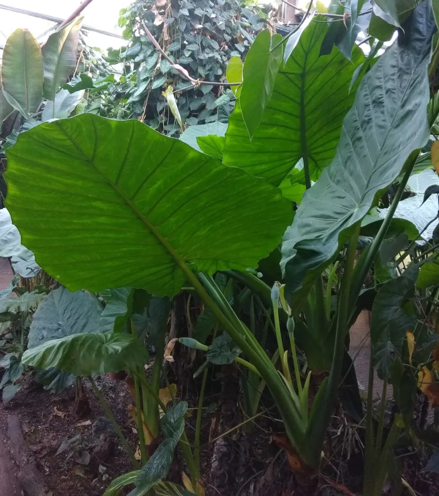Alocasia ‘Calidora’ (Alocasia 'Calidora') – characteristic appearance, plant photo