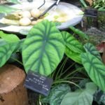 Alocasia clypeolata – (Alocasia clypeolata) – Pflanzenfoto