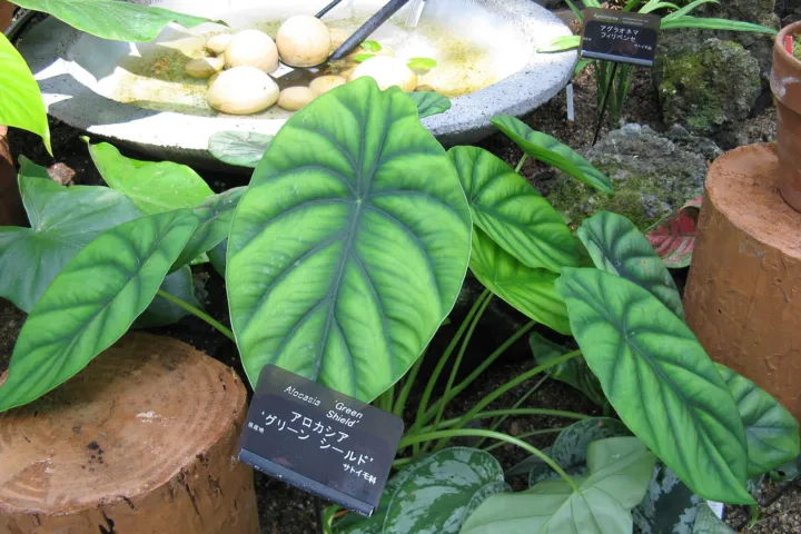 Alocasia clypeolata