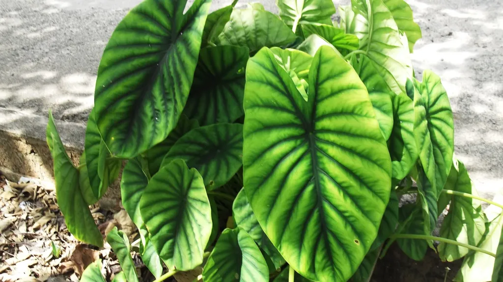 Alocasia clypeolata – (Alocasia clypeolata) – Blätter und Triebe, Pflanzenfoto