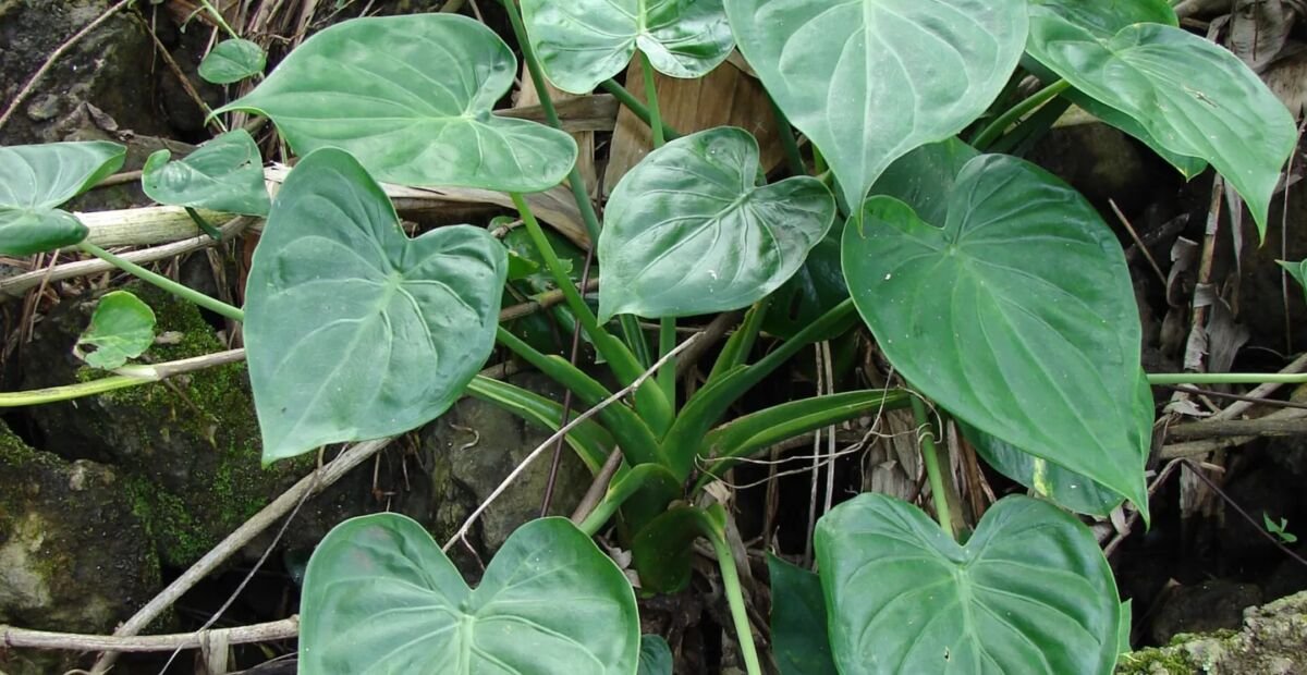 Alocasia cucullata – Pflanzenfoto
