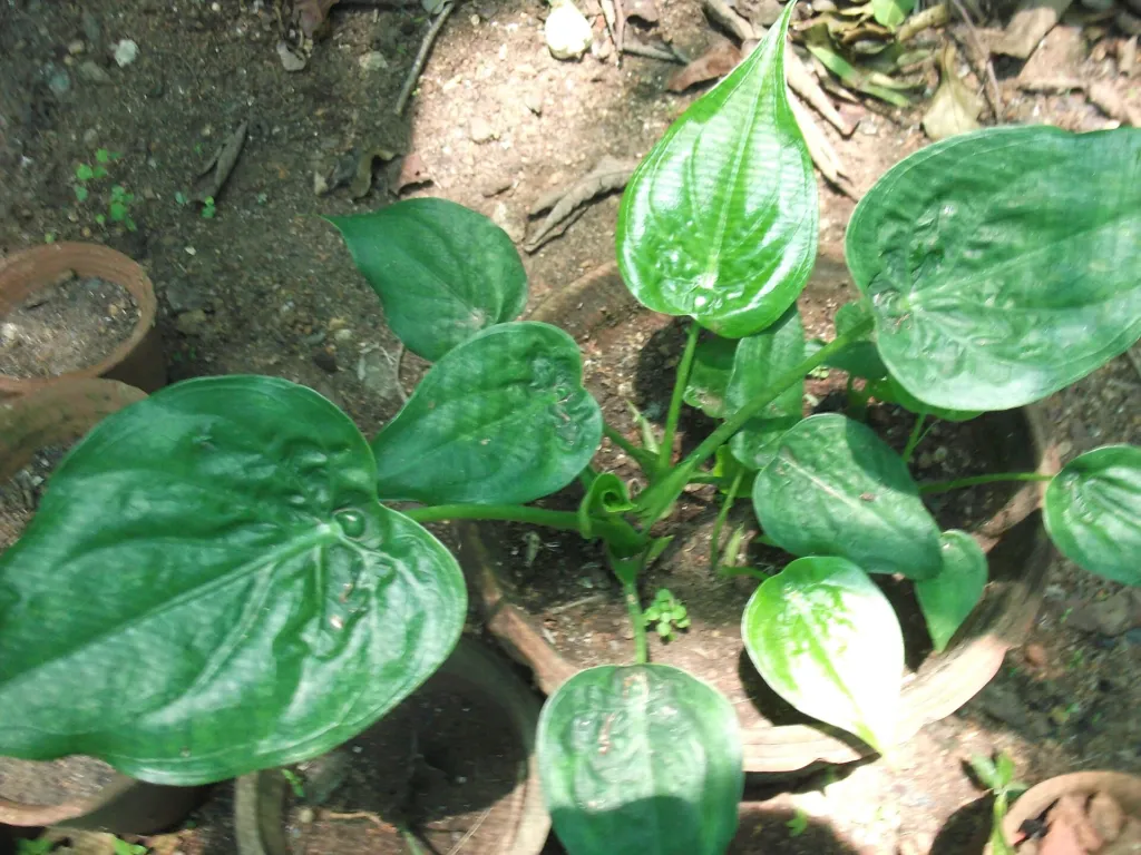 Alocasia cucullata care guide (Alocasia cucullata) – leaves and shoots, plant photo