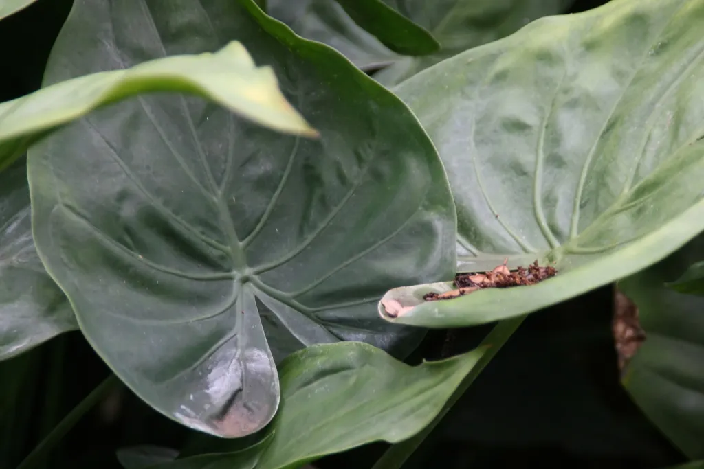 Alocasia cucullata care guide (Alocasia cucullata) – in a garden setting, plant photo