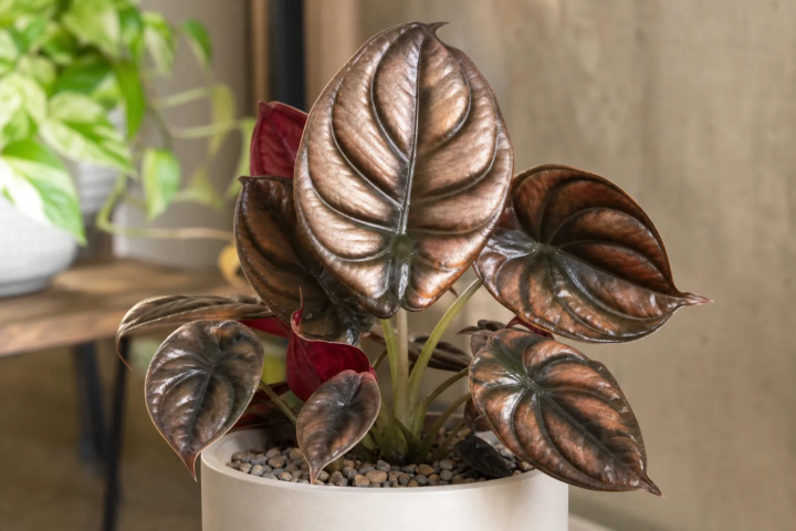 Alocasia 'Cuprea Red Secret'
