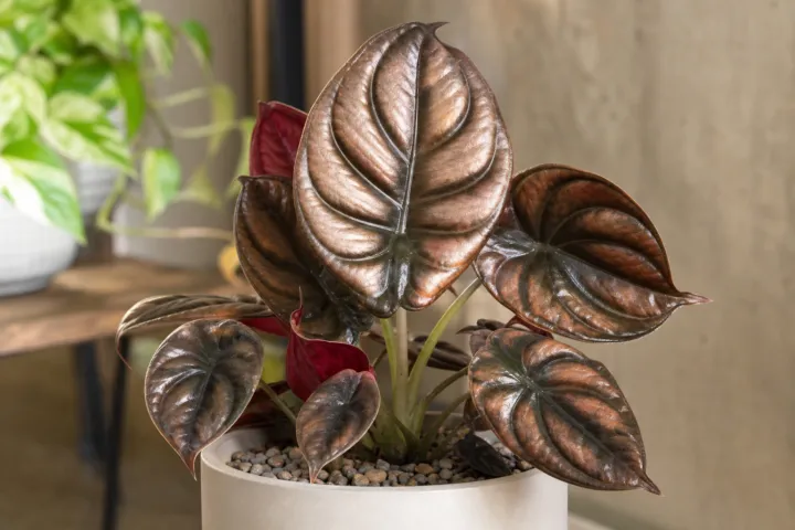 Alocasia 'Cuprea Red Secret'