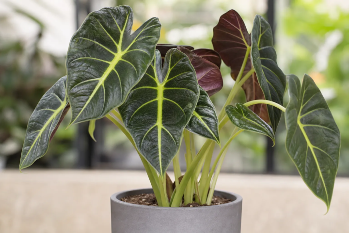Alocasia 'Golden Bone'