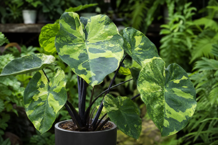 Alocasia 'Hilo Beauty'